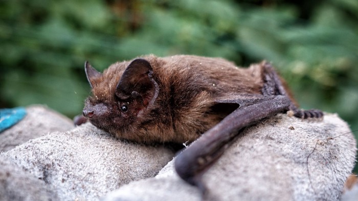 Green Tech: Bats, Biodiversity, and Building Databases